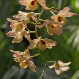 Dendrobium moschatum