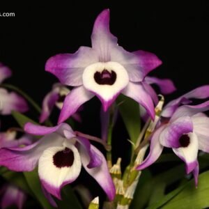 Dendrobium nobile