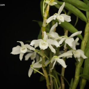 Dendrobium nobile f. album
