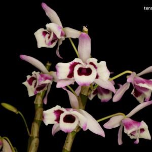 Dendrobium nobile v. cooksonianum (peloric)