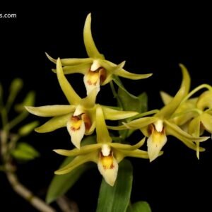Dendrobium officinale