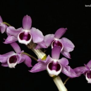 Dendrobium parishii