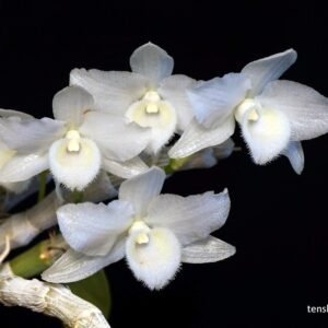 Dendrobium parishii f. album