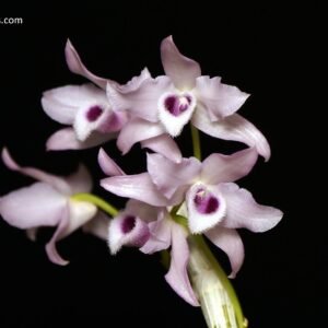 Dendrobium parishii f. coerulea