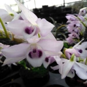 Dendrobium parishiii f. coerulea ‘Yamahani’ BM/JOGA