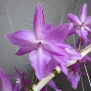Dendrobium parishiii f. petaloid (3 petals)