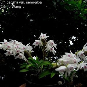Dendrobium parishiii f. semialbum