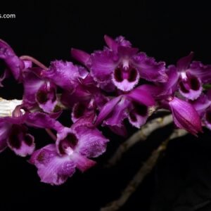 Dendrobium parishiii f. trilabelo