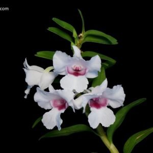 Dendrobium parthenium