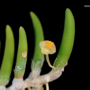 Dendrobium prenticei, plant photo