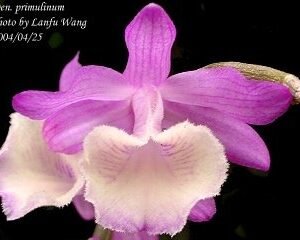 Dendrobium primulinum (white lip) 白貝殼