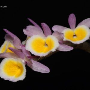 Dendrobium primulinum v. laoticum (yellow lip)