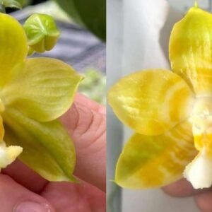 Phalaenopsis Ho's Sweet Muscats AM/AOS x Phal. Yaphon Yellow Bomb (seedgrown) (SG257)