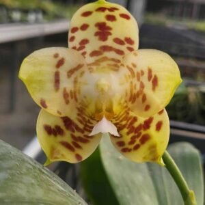 Phalaenopsis gigantea x Phalaenopsis Chienlung Gigan Cherry 象耳*千隆櫻桃