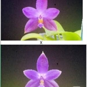 Phalaenopsis Yaphon Pool x Phal. Tan Swee Kim (seedgrown) (P048)