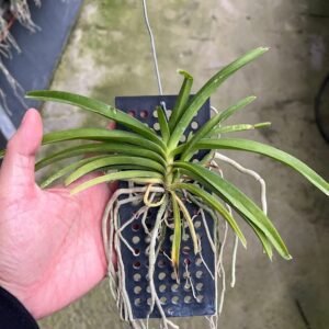 Rhynchostylis coelestis