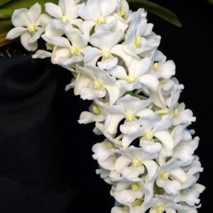 Rhynchostylis gigantea f. alba