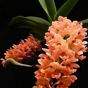 Rhynchostylis gigantea, orange form