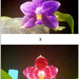 Phalaenopsis violacea f. indigo x Phal. Mituo Golden Tiger 'Red Dragon' (seedgrown) (P239)