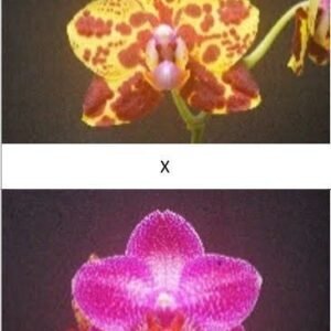 Phalaenopsis GW Green World x Phal. Miro Three Sun (seedgrown) (P118)