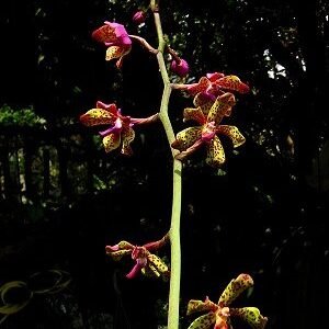 Vandopsis lissochiloides, tipo 一般的
