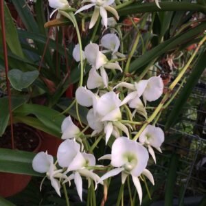 Angraecum Longiscott (Angrcm. longicalcar × Angrcm. scottianum) '長距史考特'風蘭