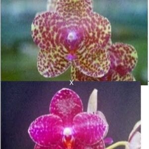 Phalaenopsis Miro Spring Girl x Phal. Talin Lion-San Shia Sunrise (seedgrown) (P218)