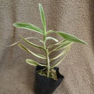 Arachnis Maggie Oei, variegated (Arach. hookeriana x Arach. flos-aeris)