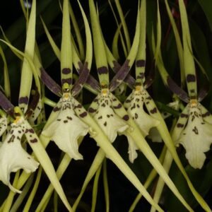 Brassia Rex (Brs. verrucosa × Brs. gireoudiana)