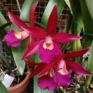 Brassocatanthe Kauai Red Drop (Ctt. Chocolate Drop × Bsn. Maikai) 馬凱 x 巧克力