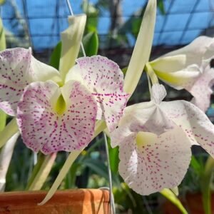 Brassocattleya Air Mososa (C. Moscombe x B. nodosa)