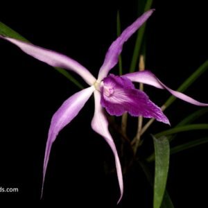 Brassocattleya Amethyst (B. cucullata x L. purpurata)