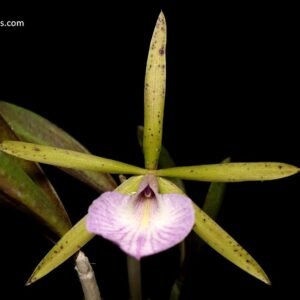 Brassocattleya Hippodamia (B. nodosa x C. aclandiae)