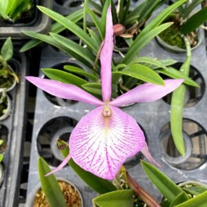 Brassocattleya Pinky Snookie (B.nodosa × C. walkeriana) CTA-572