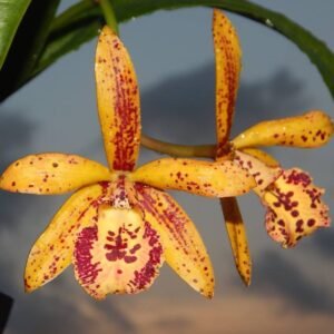 Brassocattleya Rustic Spots ’H&R’ (Bc. Richard Mueller × C. Landate)