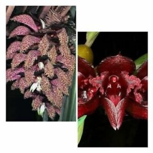 Bulbophyllum cruentum x Bulb. phalaenopsis