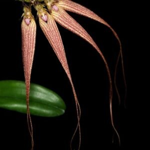 Bulbophyllum Elizabeth Ann (Bulb. rothschildianum x Bulb. longissimum) 伊麗莎白豆蘭