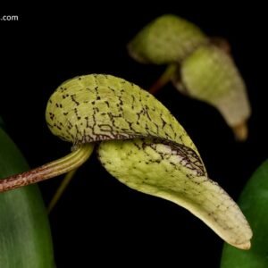 Bulbophyllum Hsinying Grand-arfa 紅蟬x綠蟬 (Bulb. grandiflorum x Bulb. arfakianum)