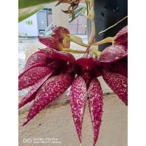 Bulbophyllum Jiaho Klompen (Bulb. phalaenopsis × Bulb. frostii (syn. bootanoides))