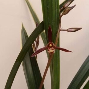 Cymbidium sinense Hong Xue 虹雪