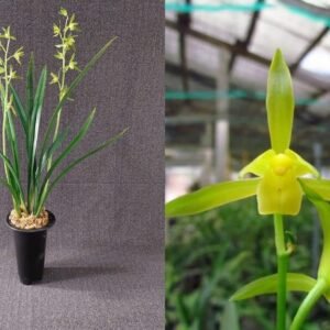 Cymbidium sinense Shi Men Bai Hua 石門白花