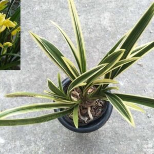 Cymbidium Golden Elf 神童冠 (more thorough variegation on leaf tips)