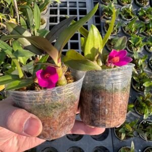 Dendrobium Baby Hibiki (Den. Hibiki x Den. laevifolium 'Fireball-Pink Giant') - Ten Shin Gardens' in-house own cross, seedgrown