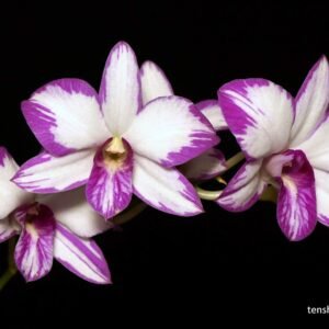 Dendrobium Enobi Purple 'Splash' (Den. Enobi Komachi x Den. Laguna Princess)