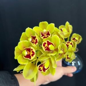 Cymbidium Sunshine falls, yellow base flowers 小綠王虎頭蘭