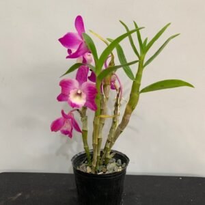 Dendrobium Hamana Lake 'Dream' (Den. Kurenai x Den. Snow Angel) 紅夢幻
