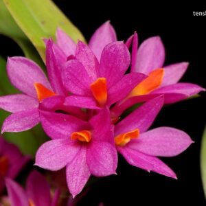 Dendrobium Hibiki (Den. bracteosum × Den. laevifolium)