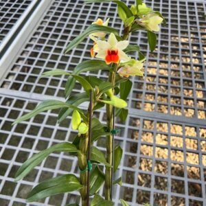 Dendrobium Jiaho Candy (Den. Hsinying Frostymaree × Den. bellatulum) 黑毛x矮石斛, seedgrown