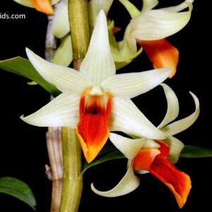 Dendrobium Jiaho Delight (Den. Hsinying Frostymaree x Den. tobaense) 黑毛 x 印尼鳥嘴