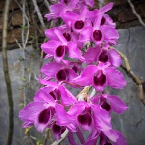 Dendrobium Nestor 'Red Dragon' 紅龍 (Den. parishii x Den. anosmum)